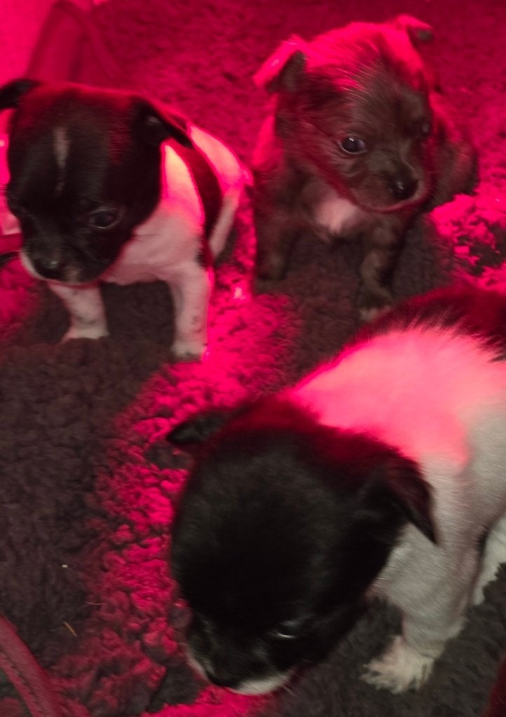Chihuahua puppy's, België, Particulier, 8 tot 15 weken, Meerdere
