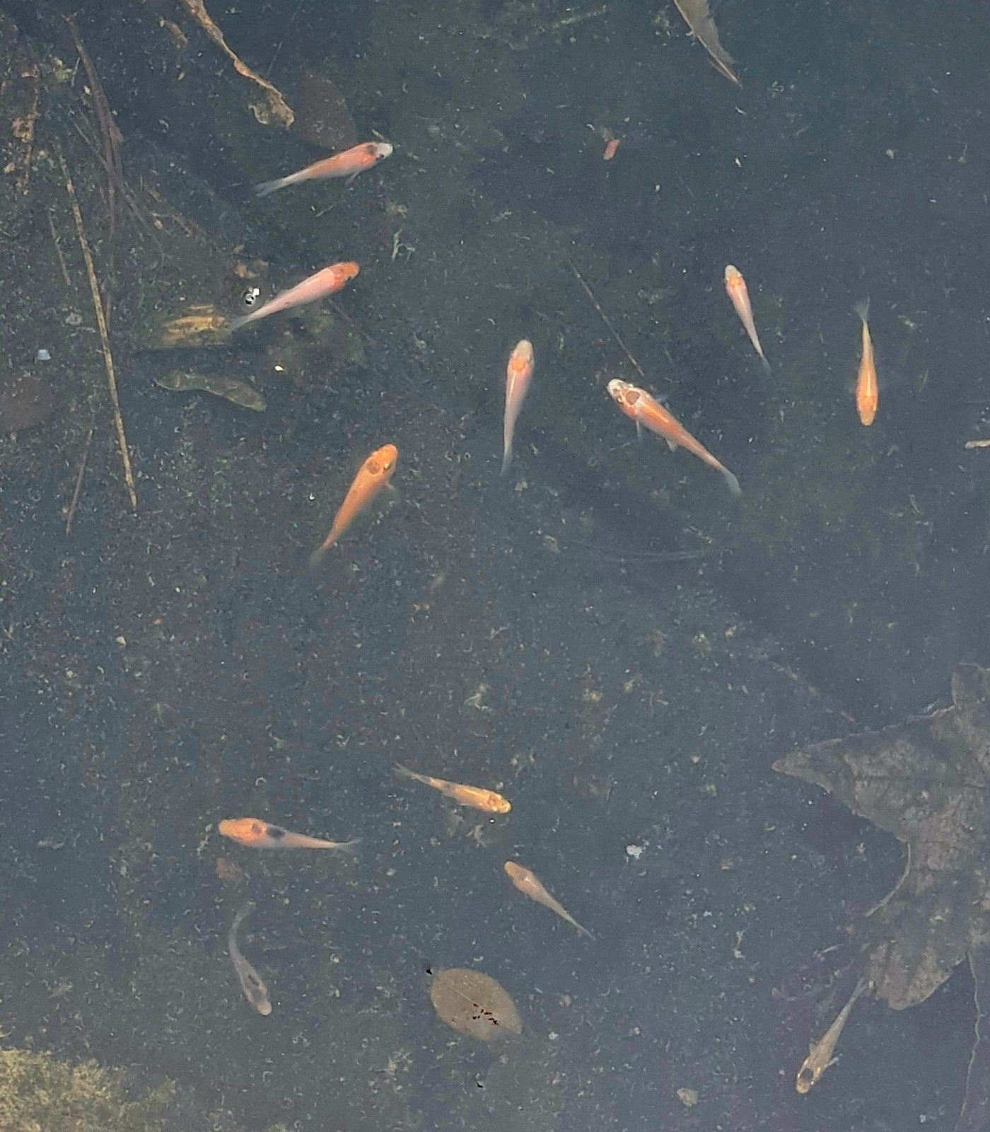 Gratis Baby Japanse Koi (Koibroed), Karper of Koi