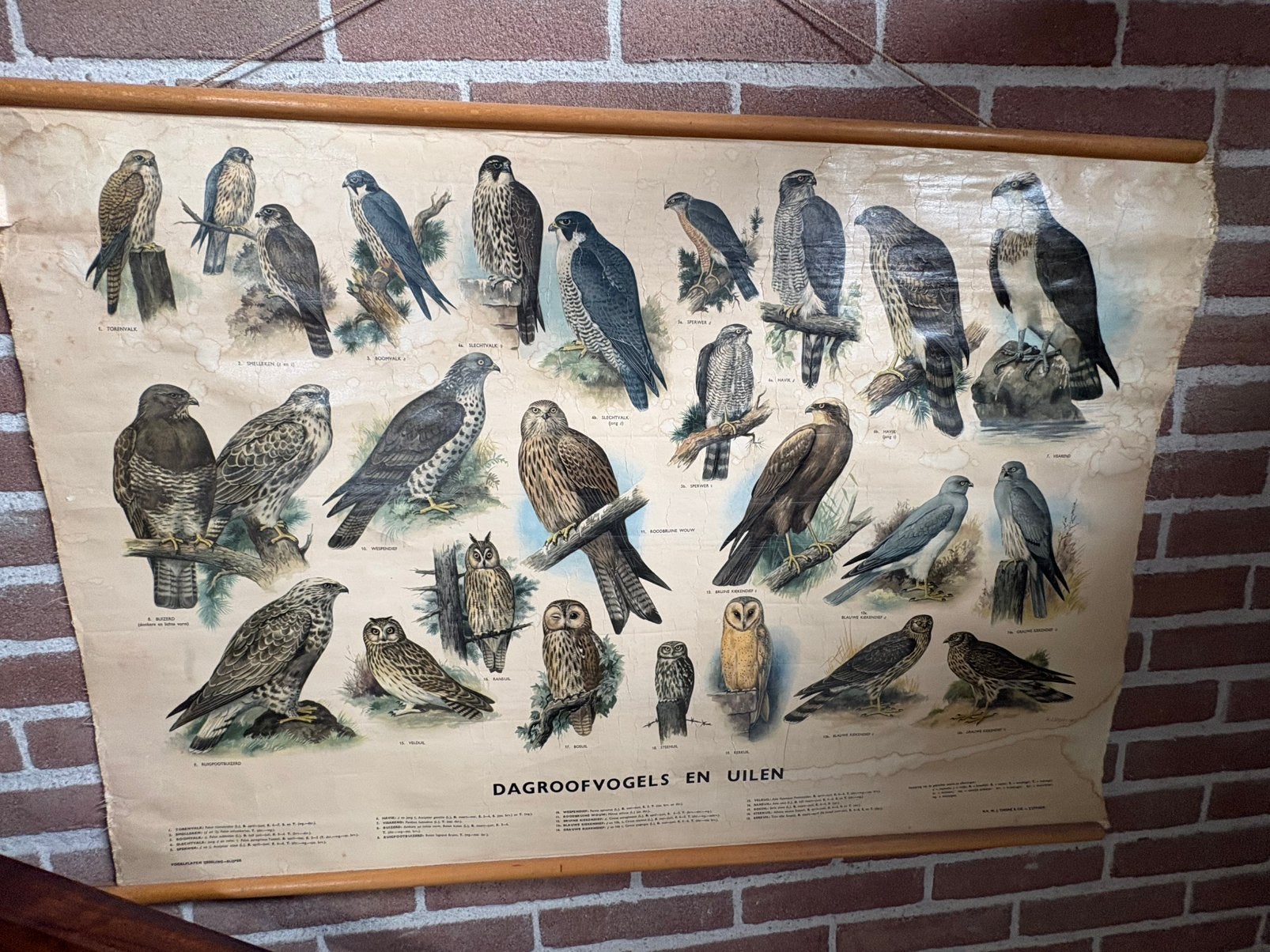 Dagroofvogel en uilen op canvas uit oude basischool, Ophalen
