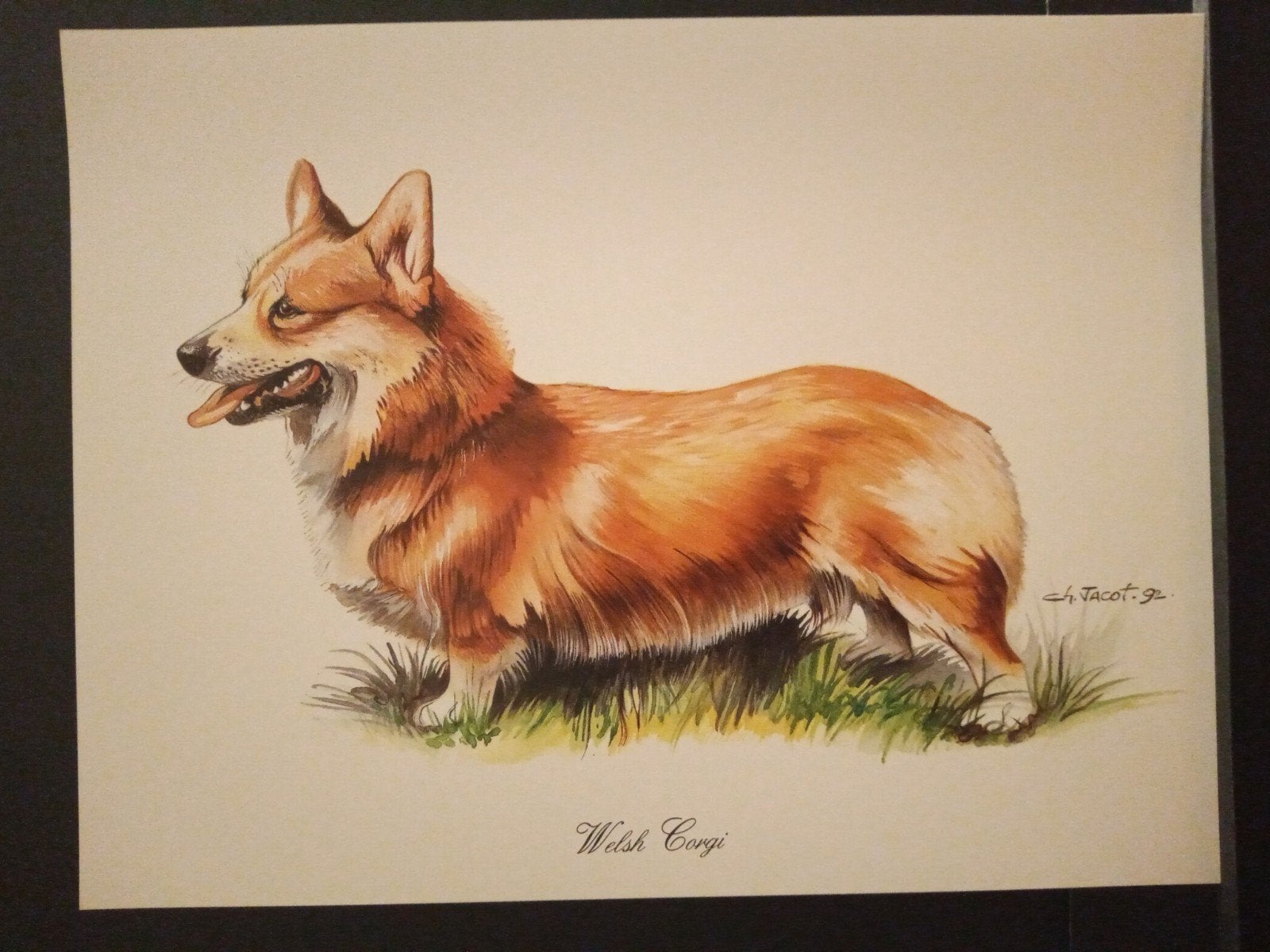 Welsh Corgi - kunstprent - levensecht - Ch Jacot tekenaar, Verzenden, 1980 tot heden, Zo goed als nieuw, Dier
