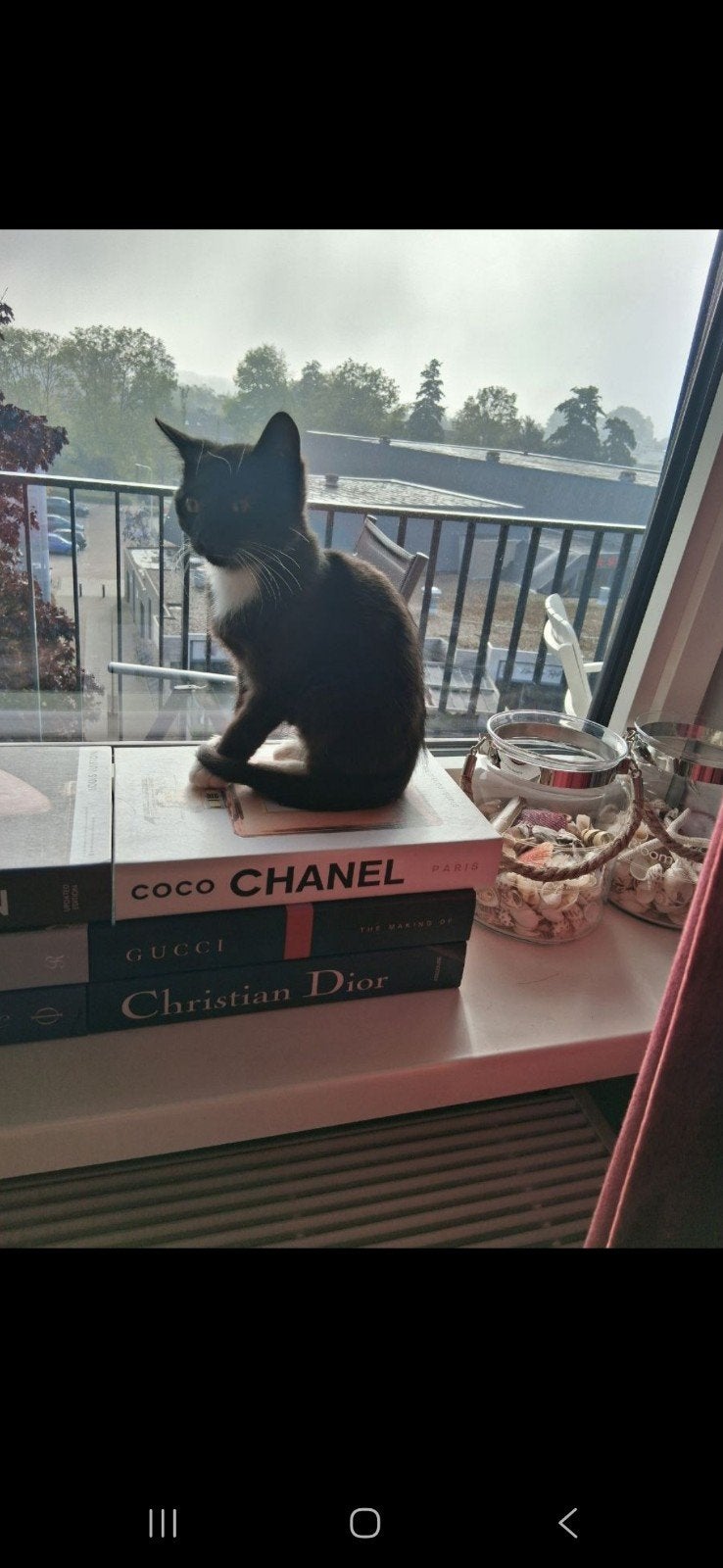 Lief, aanhankelijk  katje, Kater, Kortharig, 0 tot 2 jaar