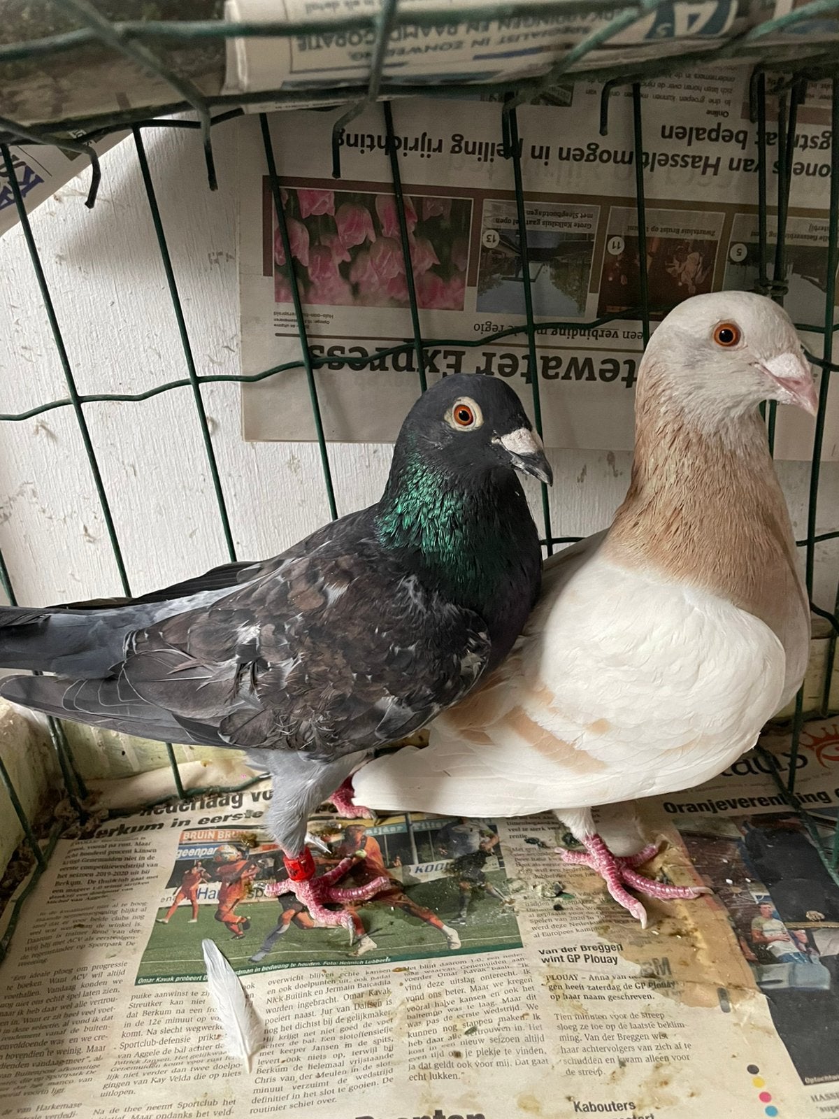 Koppel Kleurpostduiven, Dieren en Toebehoren, Vogels | Duiven, Meerdere dieren, Postduif