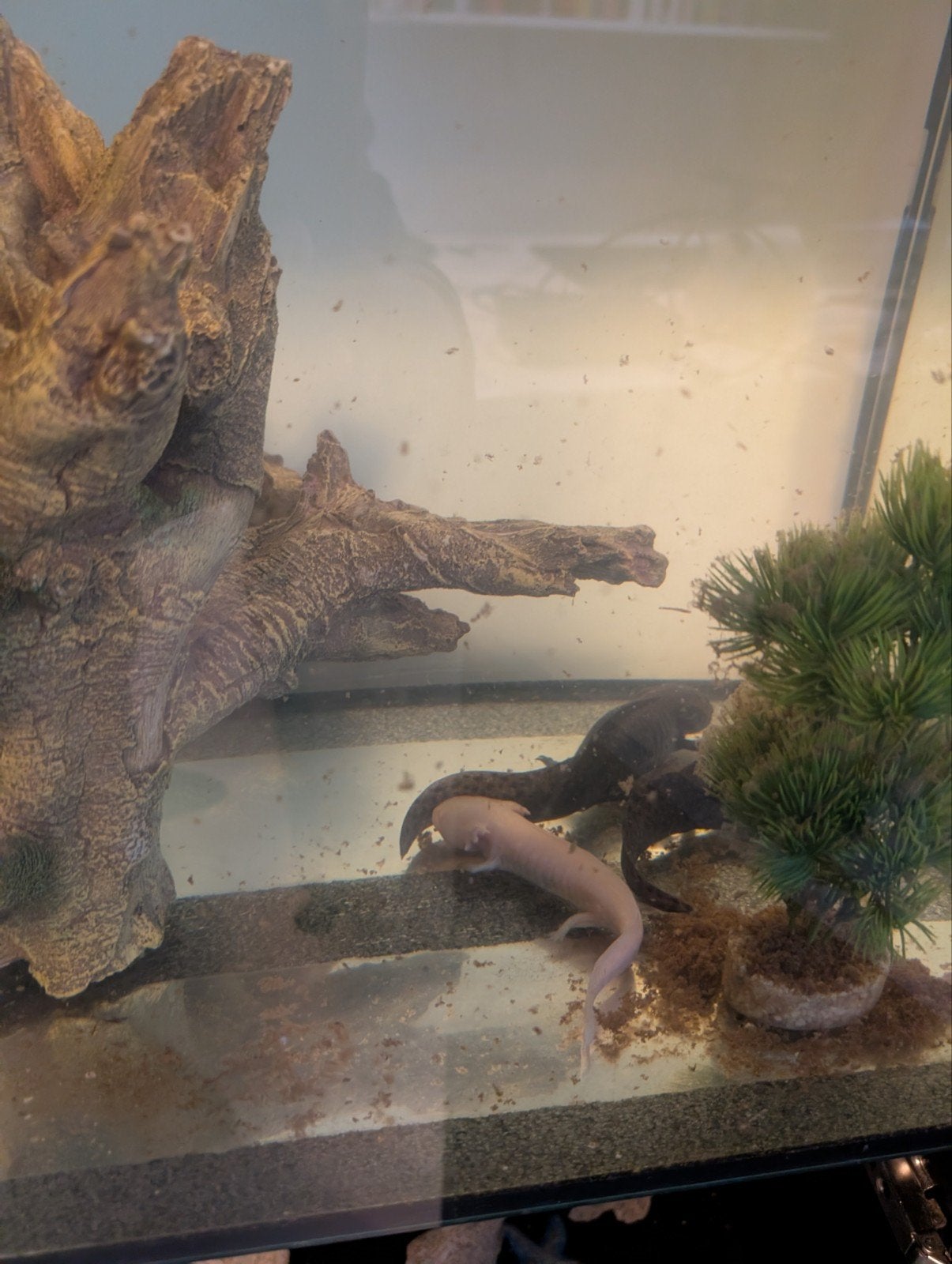 Axolotls, Zoetwatervis