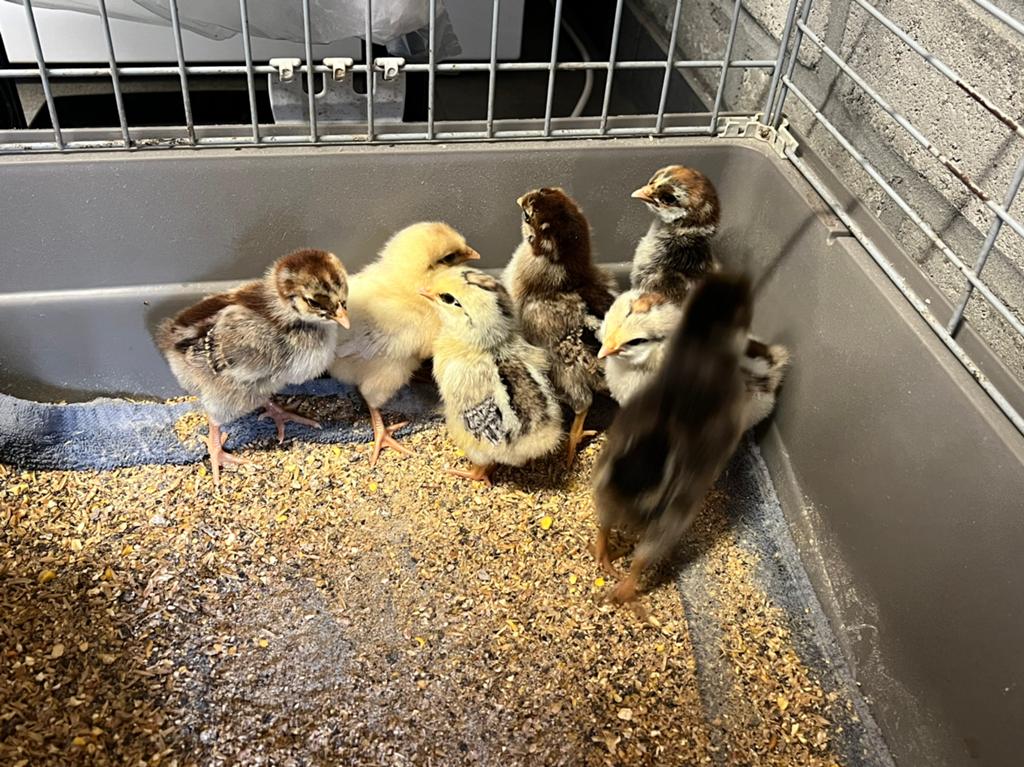 Kuikens, Dieren en Toebehoren, Pluimvee, Geslacht onbekend, Kip