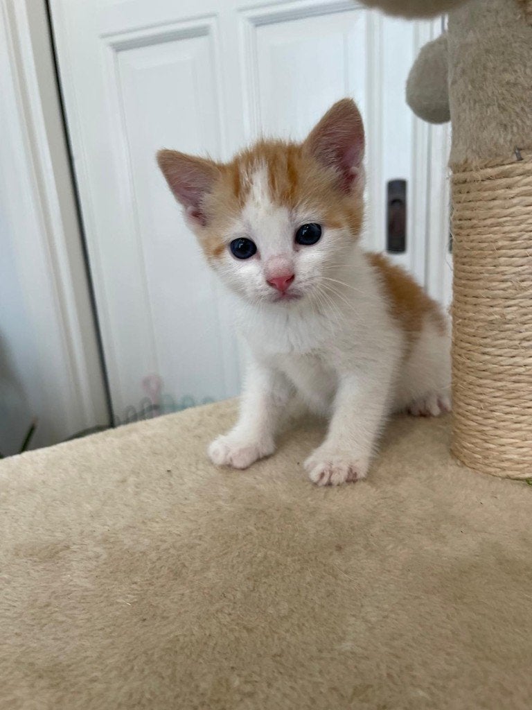 2 super lieve kittens, Kater, Langharig, 0 tot 2 jaar