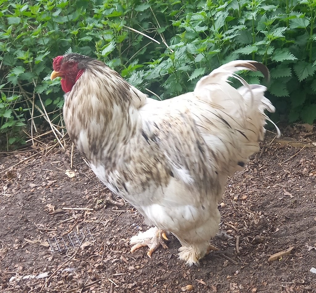 Brahma en Cochin, groothoen hanen, Dieren en Toebehoren, Pluimvee, Mannelijk, Kip