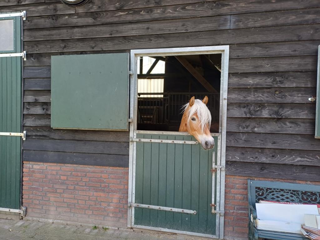 Stal aangeboden en hele dag buiten