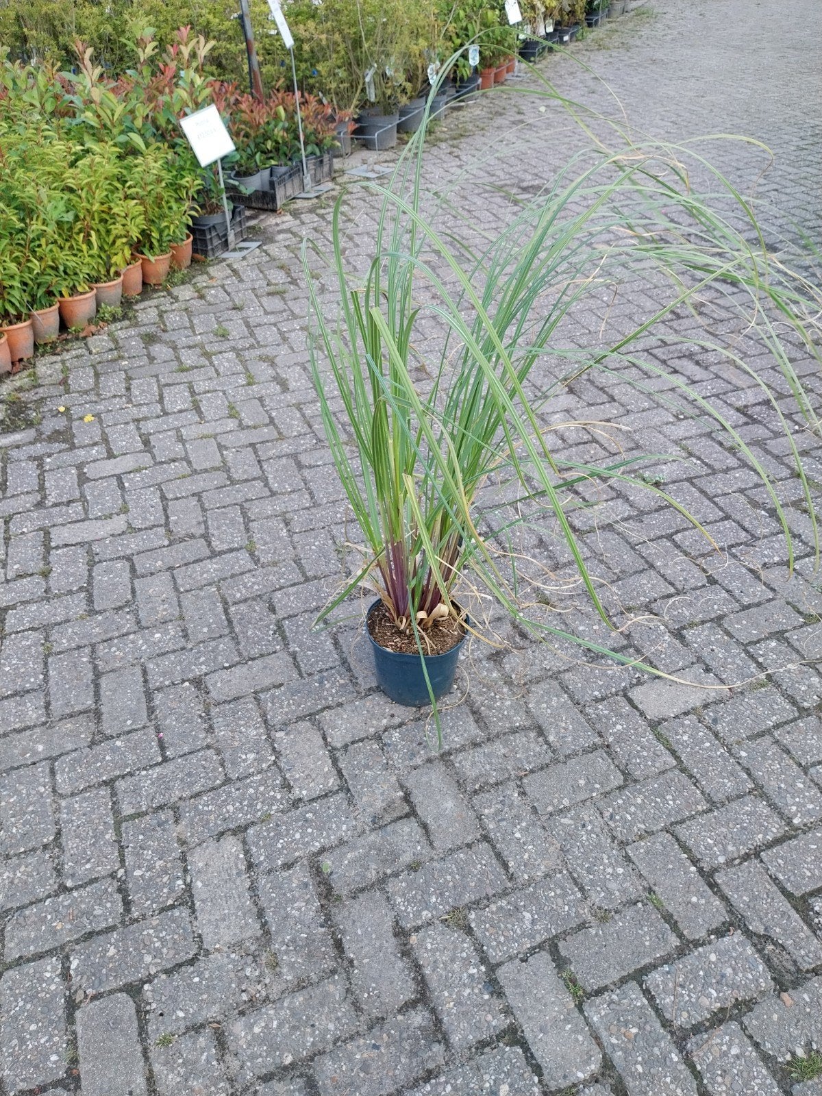 Cortaderia selloana 'Senior' - Pampasgras, Ophalen, Volle zon, Vaste plant, Siergrassen