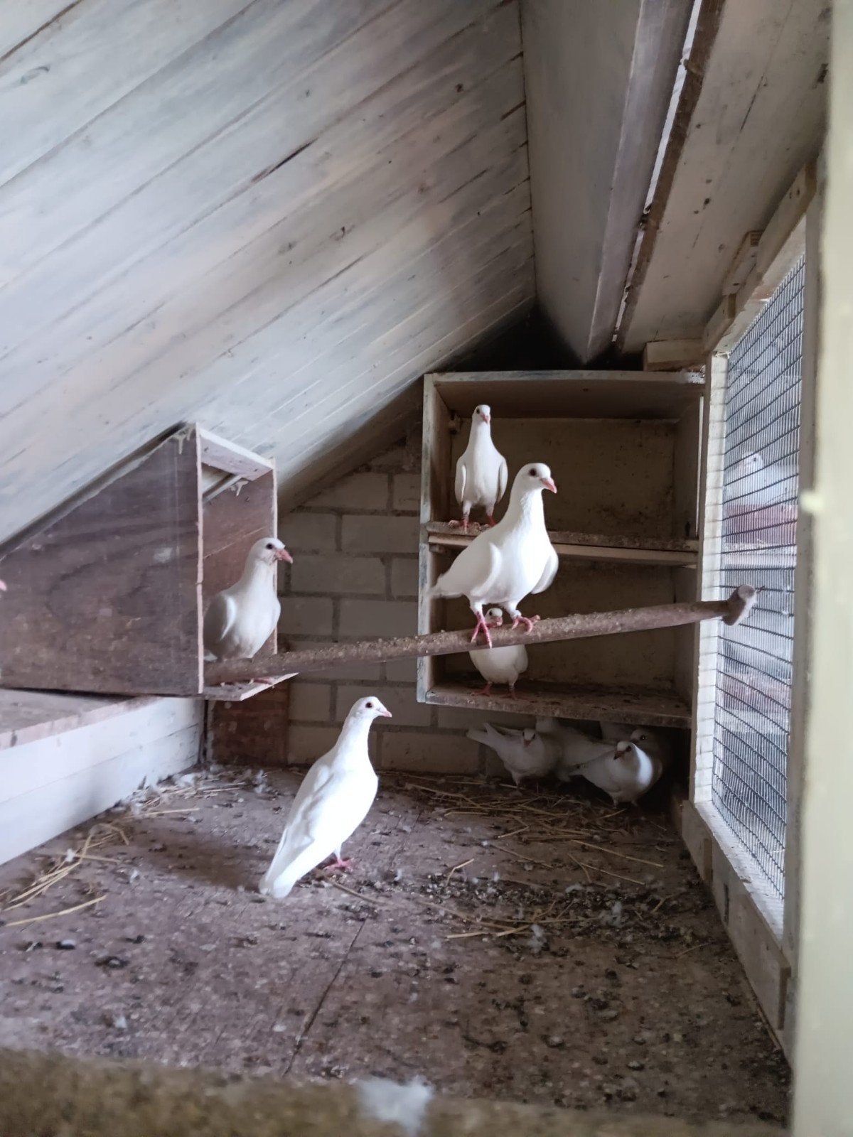 Spierwitte postduiven, Meerdere dieren, Postduif