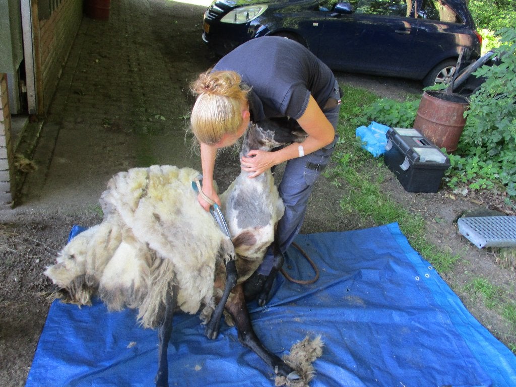Onbewerkte schapenvachten om te spinnen en vilten., Ophalen, Spinwol