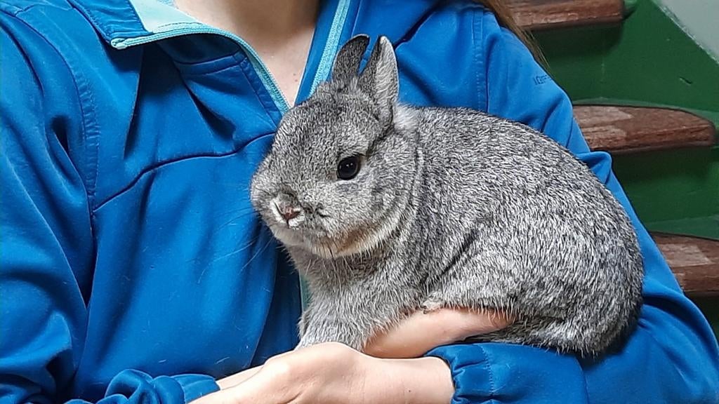 Chinchilla DwergKonijn  2x ram, Dieren en Toebehoren, Konijnen, Mannelijk, Dwerg