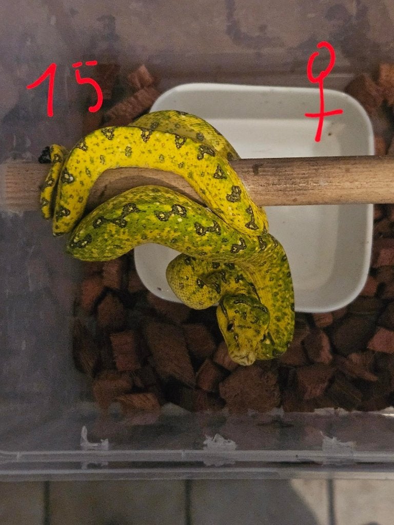 reservation pourSnakeday  Morelia viridis biak 04.10 Green Tree Python photo 2
