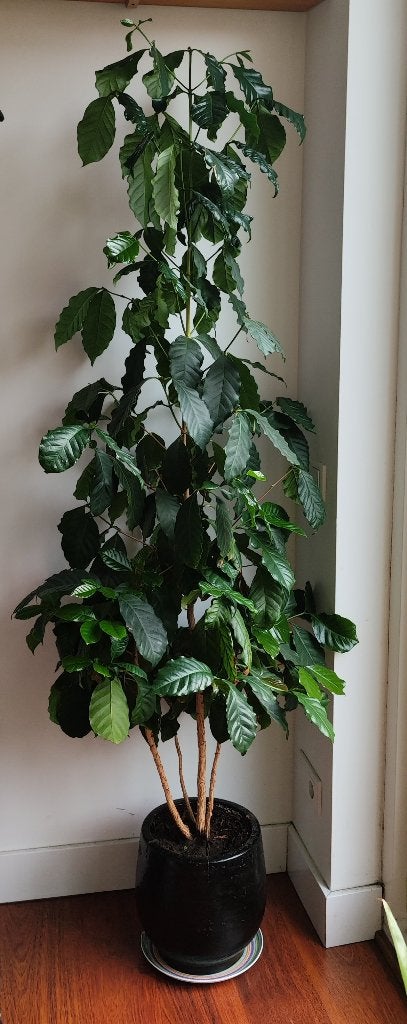 Coffea arabica, Fruitplant, In pot, 150 tot 200 cm, Groene kamerplant