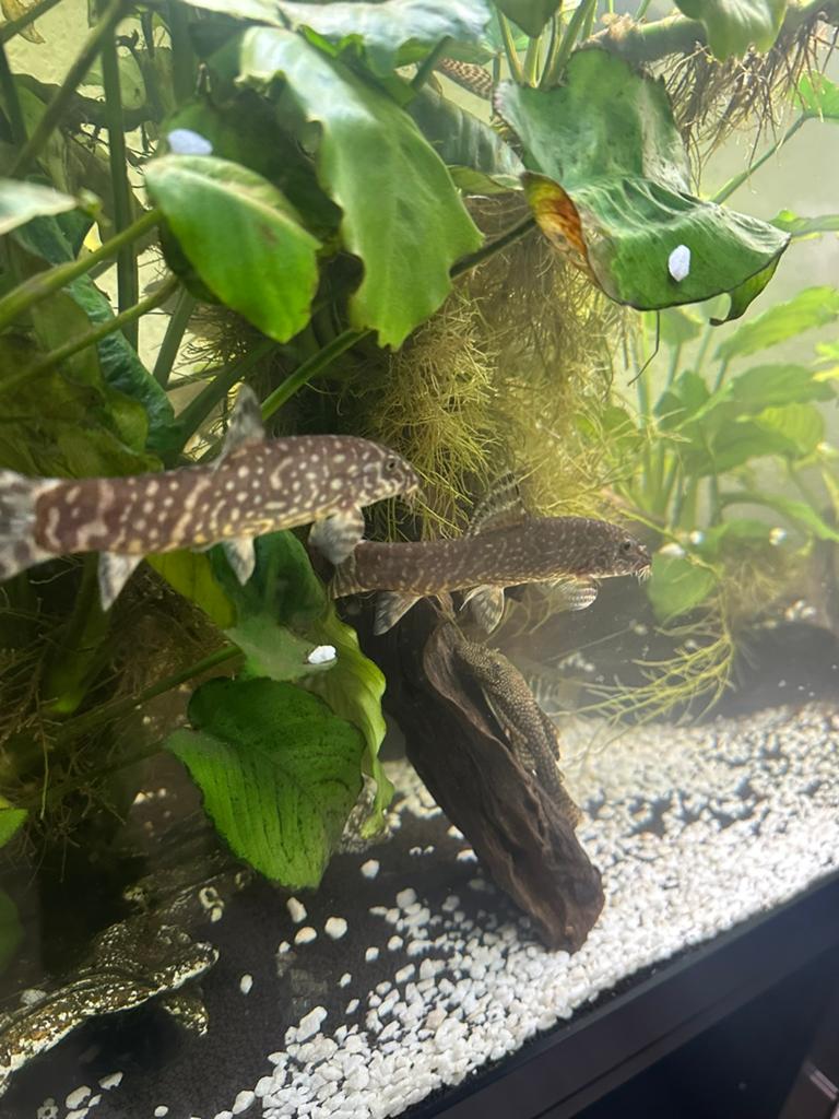 4 grote botias, Vis