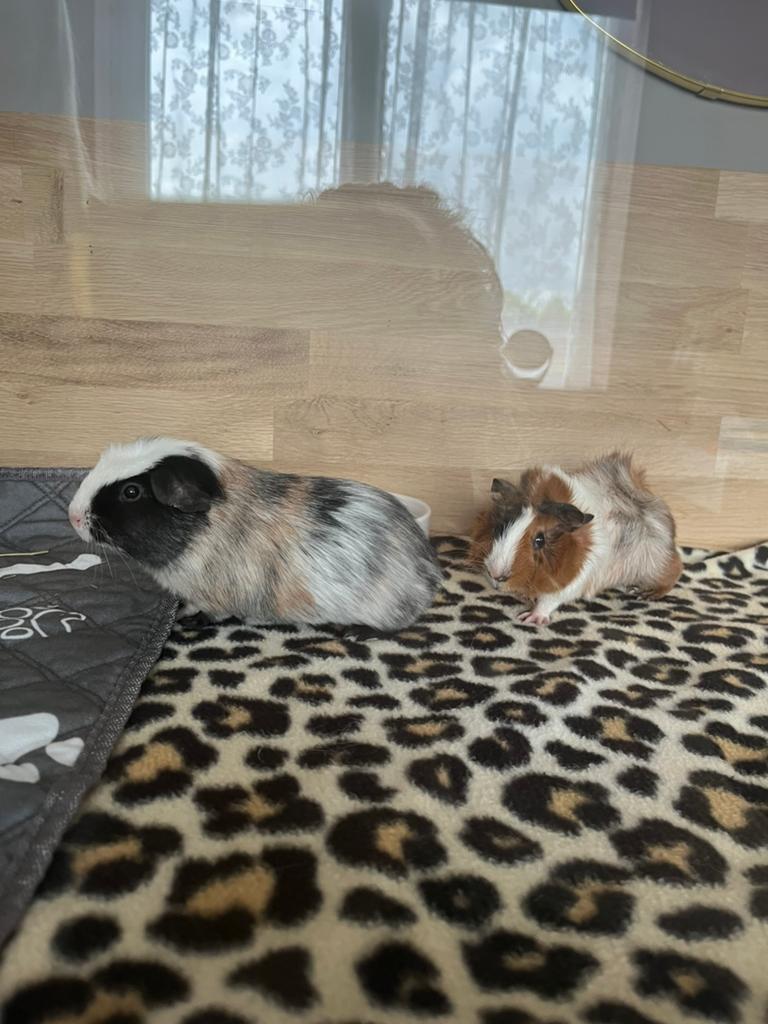 2 jonge cavia’s (gratis ophalen), Mannelijk, Tam, Maart, Cavia