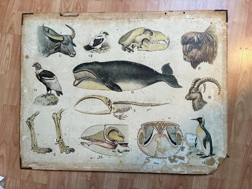 Dubbelzijdige oude schoolplaat - walvis en olifant, Antiek en Kunst, Antiek | Schoolplaten, Ophalen, Natuur en Biologie