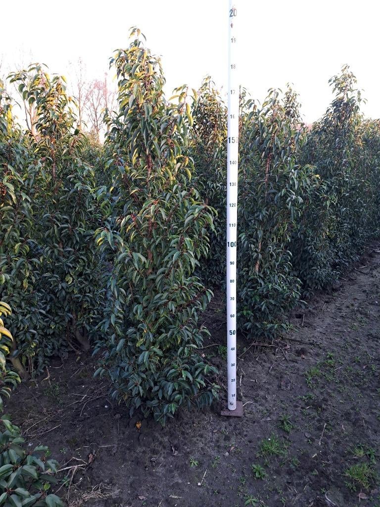 Portugese laurier, Tuin en Terras, Planten | Struiken en Hagen, Ophalen, Laurier, Haag, 100 tot 250 cm