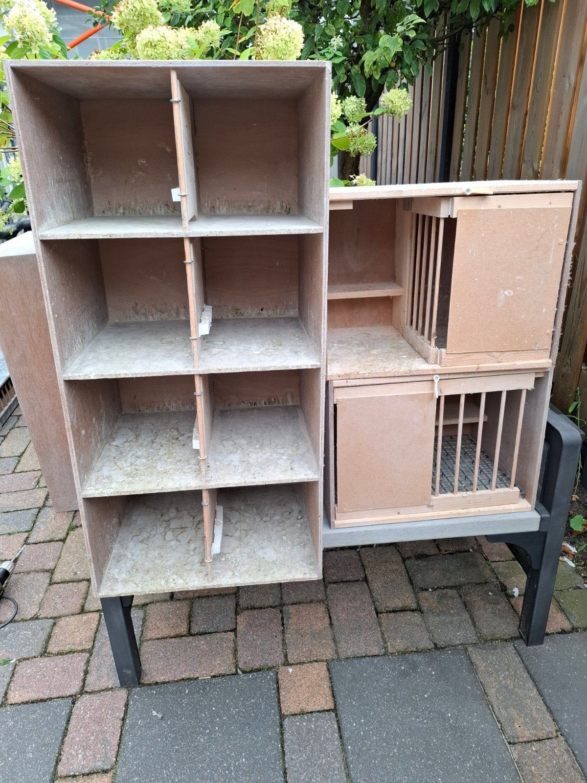 broedhokken en loketkast  duiven, Meerdere dieren, Postduif