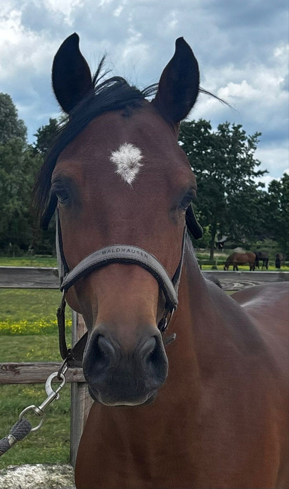 3 jarige D pony ruin, Ruin, Met stamboom, 3 tot 6 jaar