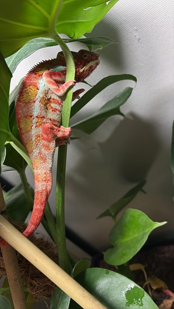 Panter kameleon man  Furcifer pardalis 1 1/2 jaar oud, Amfibie, Tam, 0 tot 2 jaar