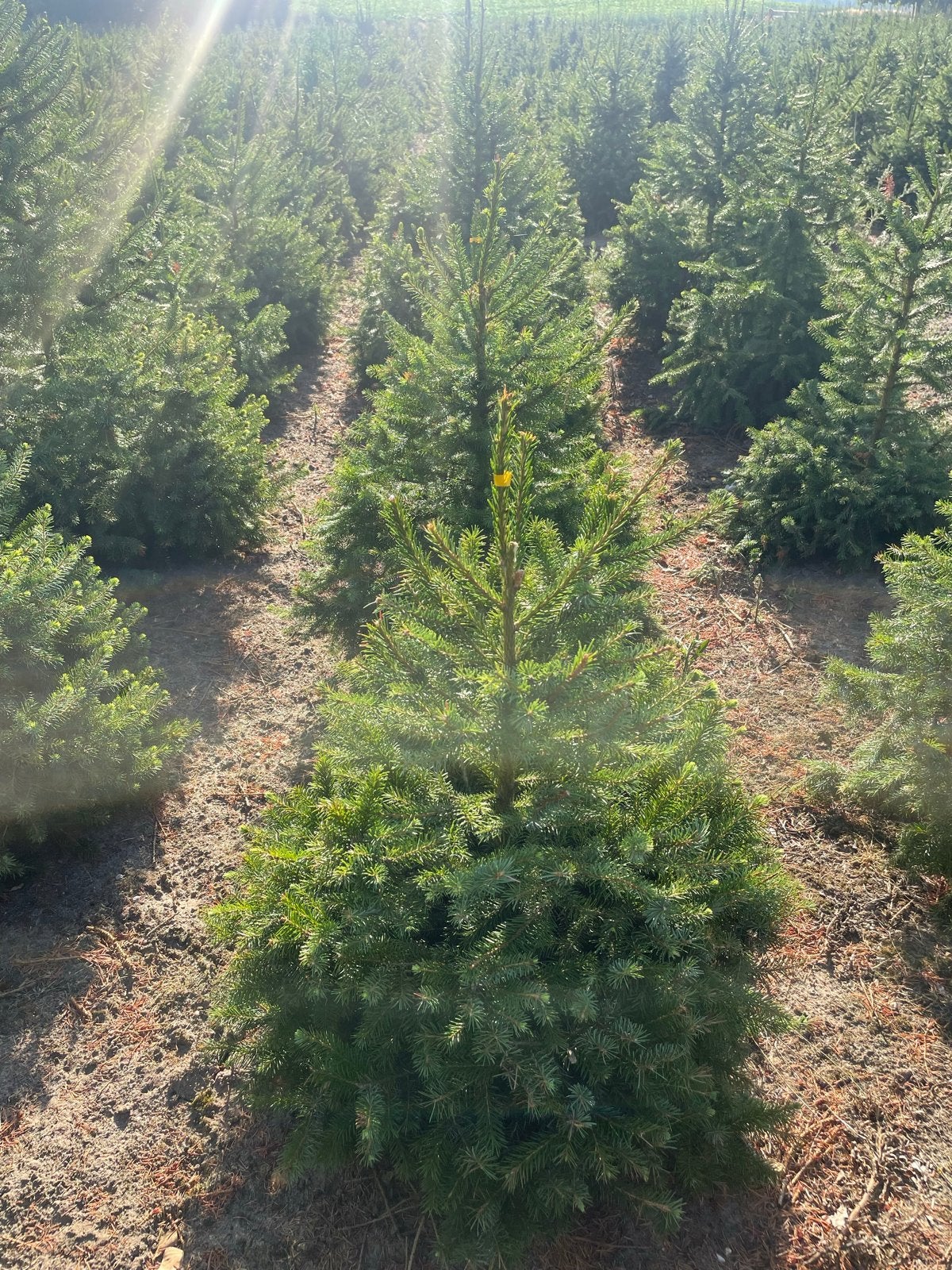 Kerstbomen te koop., Overige soorten, Zomer, Ophalen, Volle zon