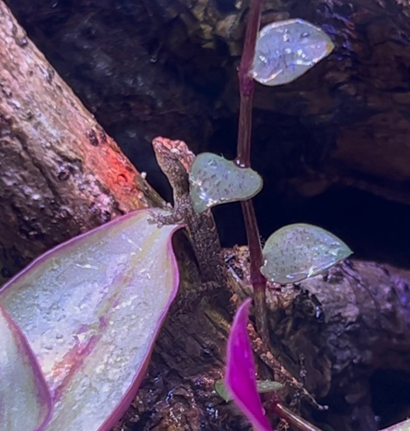 rouw gecko / mourning gecko (Lepidodactylus lugubris), Dieren en Toebehoren, Hagedis, 0 tot 2 jaar