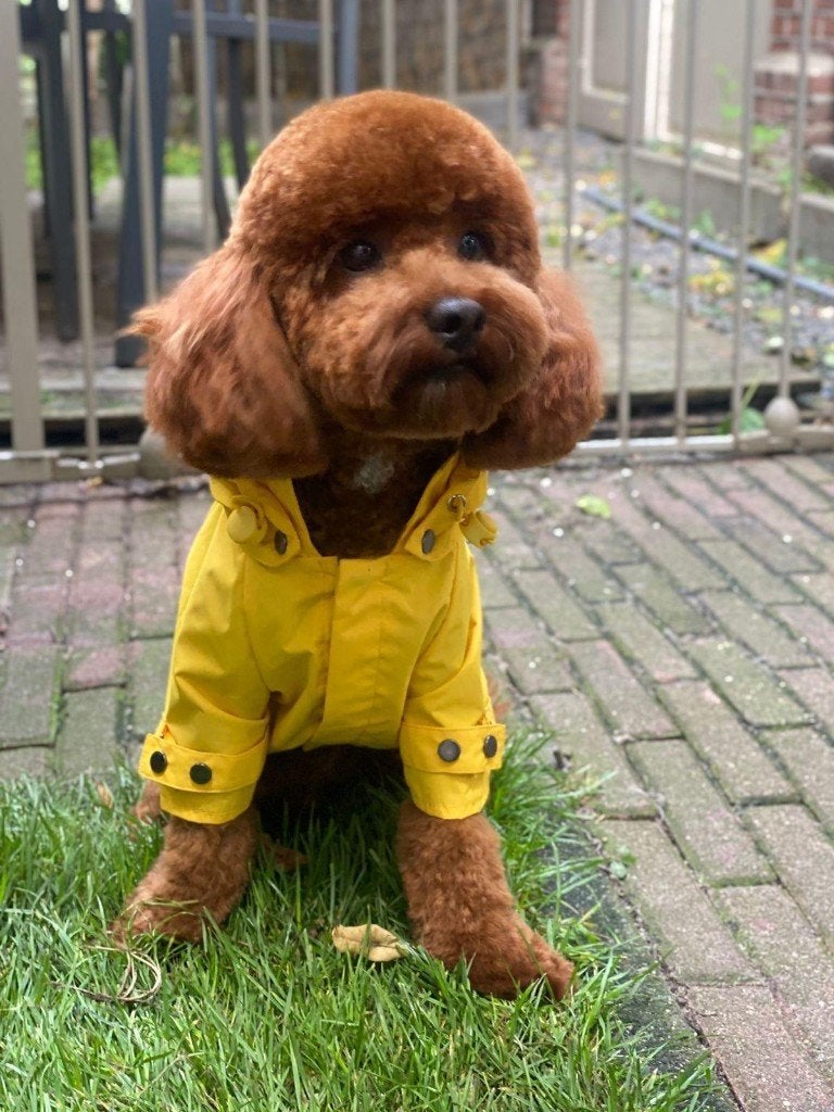 Toy Poedel dekreu beschikbaar | Dog not for sale, Dieren en Toebehoren, Reu, 1 tot 2 jaar, Eén hond, Nederland