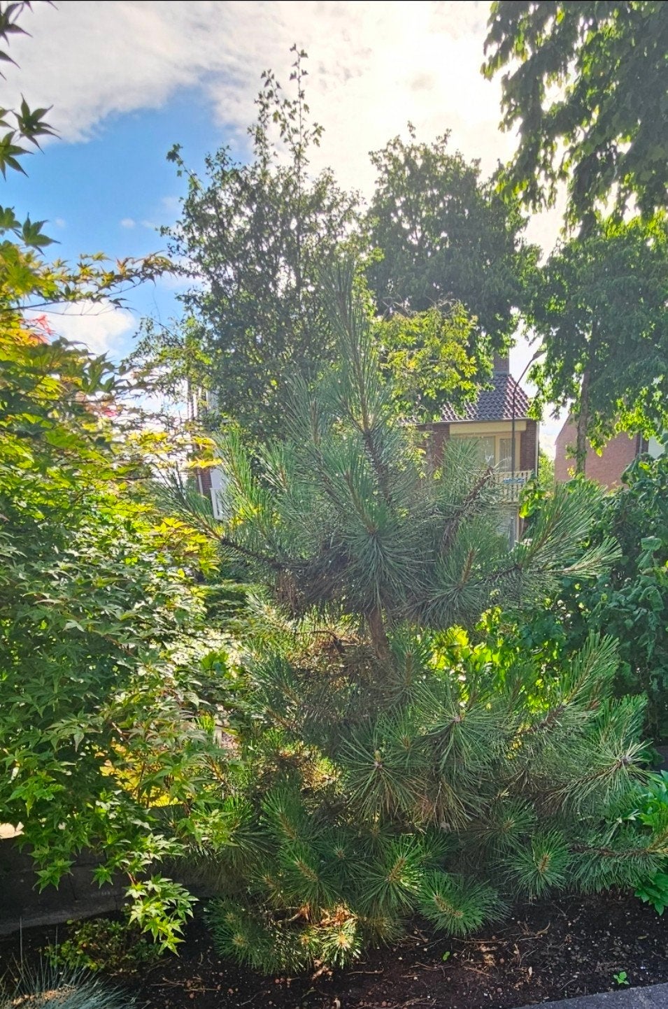 Mooie Tuinvullers, Tuin en Terras, Planten | Bomen, Ophalen, Volle zon, Overige soorten