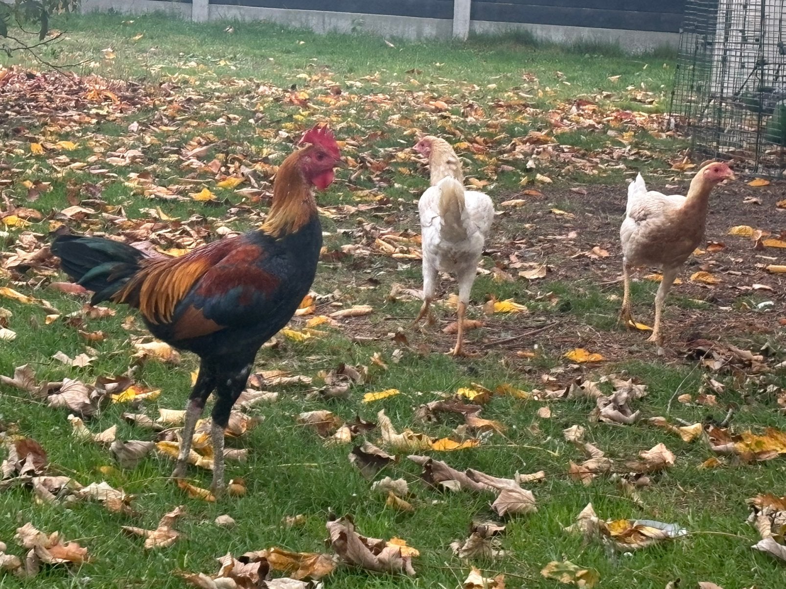 Modern Engels vechthoen (grote soort), Dieren en Toebehoren, Pluimvee, Vrouwelijk, Kip
