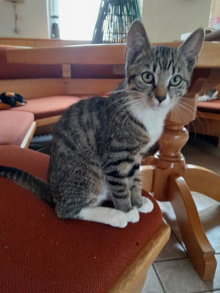 kitten, Ophalen, Katten