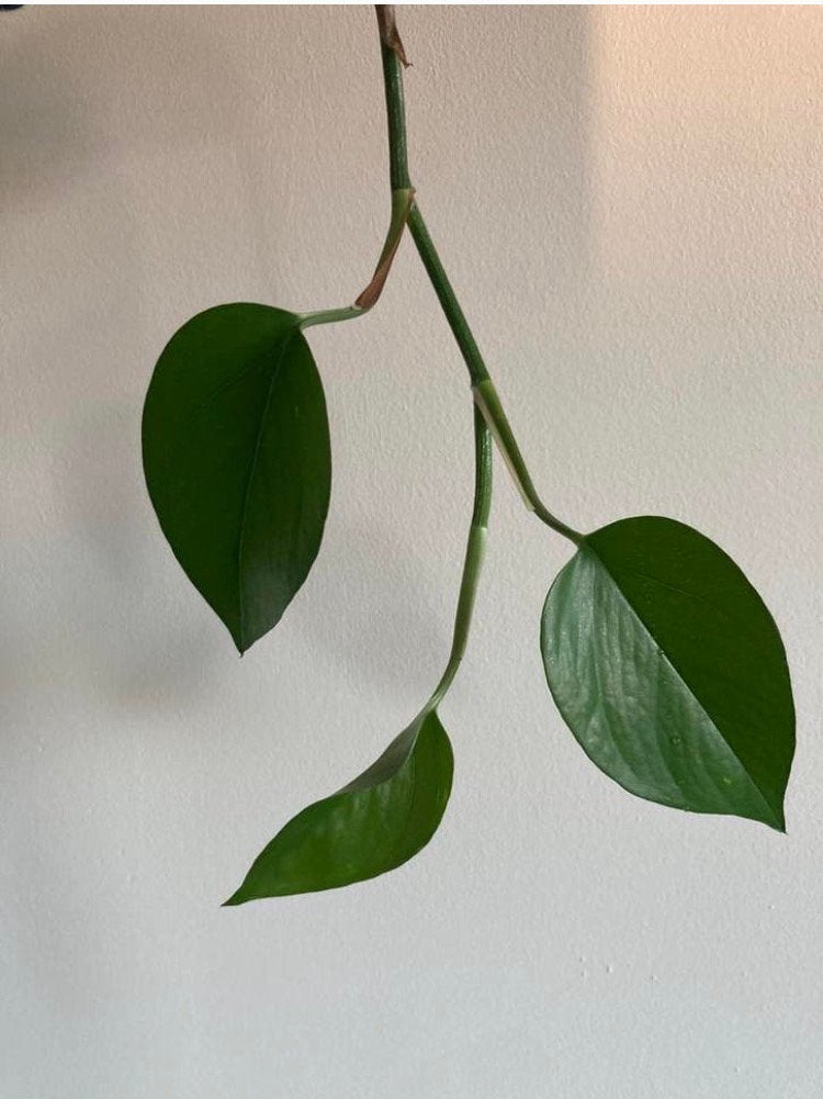 Epipremnum aureum (Drakenklimop) stekje stek kamerplant, Groene kamerplant, Ophalen of Verzenden, Halfschaduw, Minder dan 100 cm