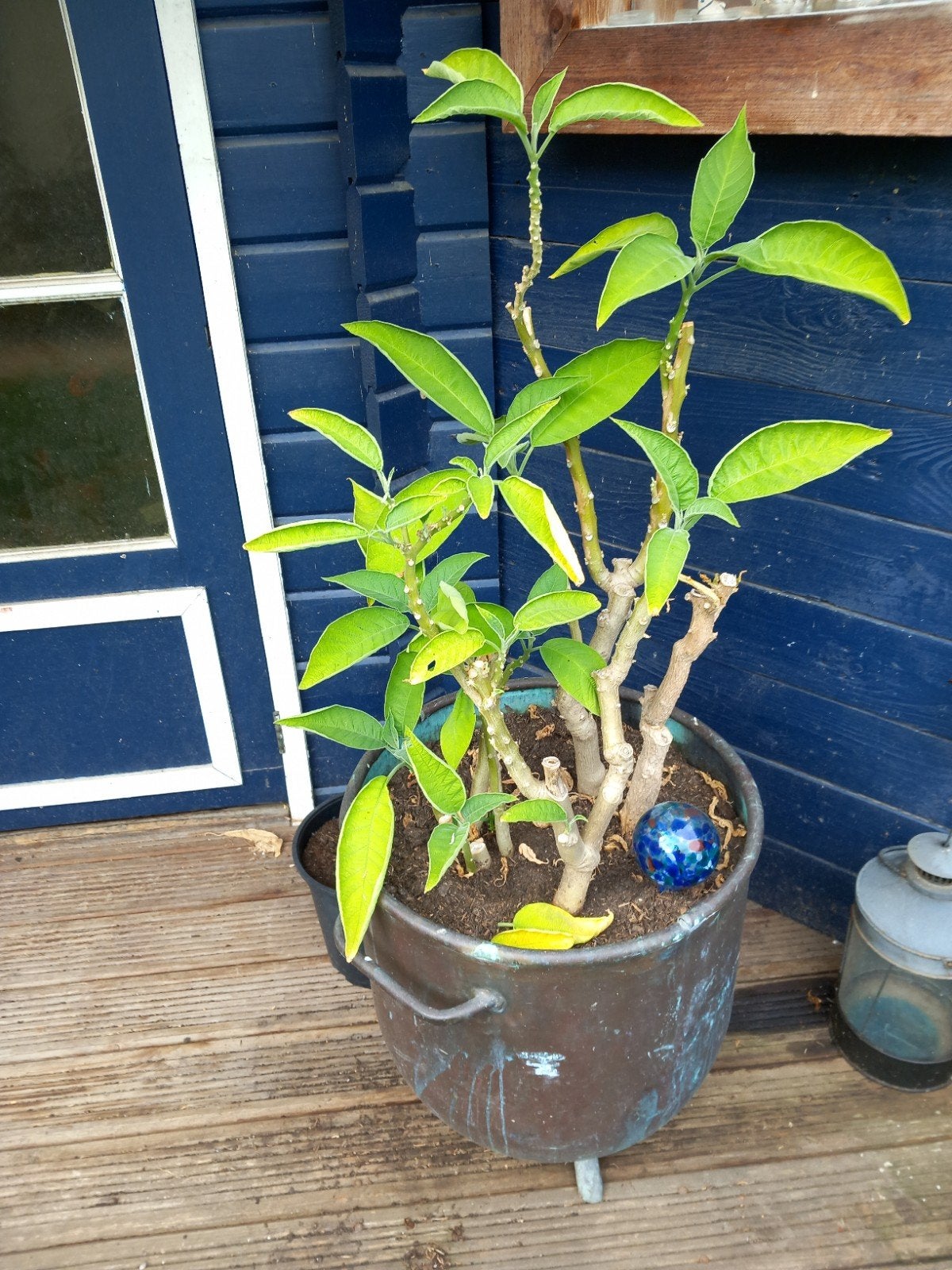 brugmansia, Tuin en Terras, Ophalen, Overige soorten, Volle zon