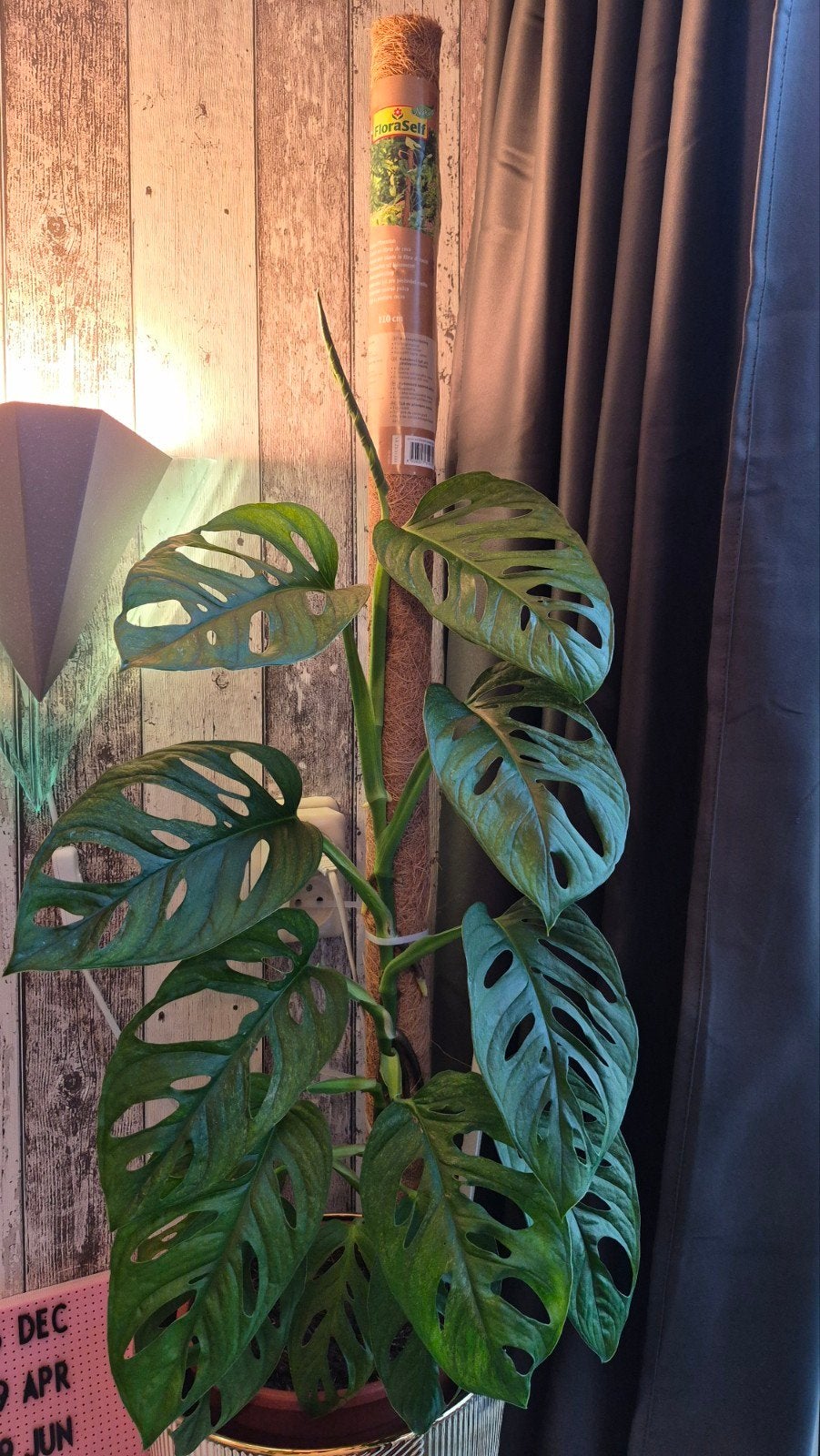 Monstera andansonie mint, Huis en Inrichting, Kamerplanten, Ophalen, Halfschaduw, Minder dan 100 cm