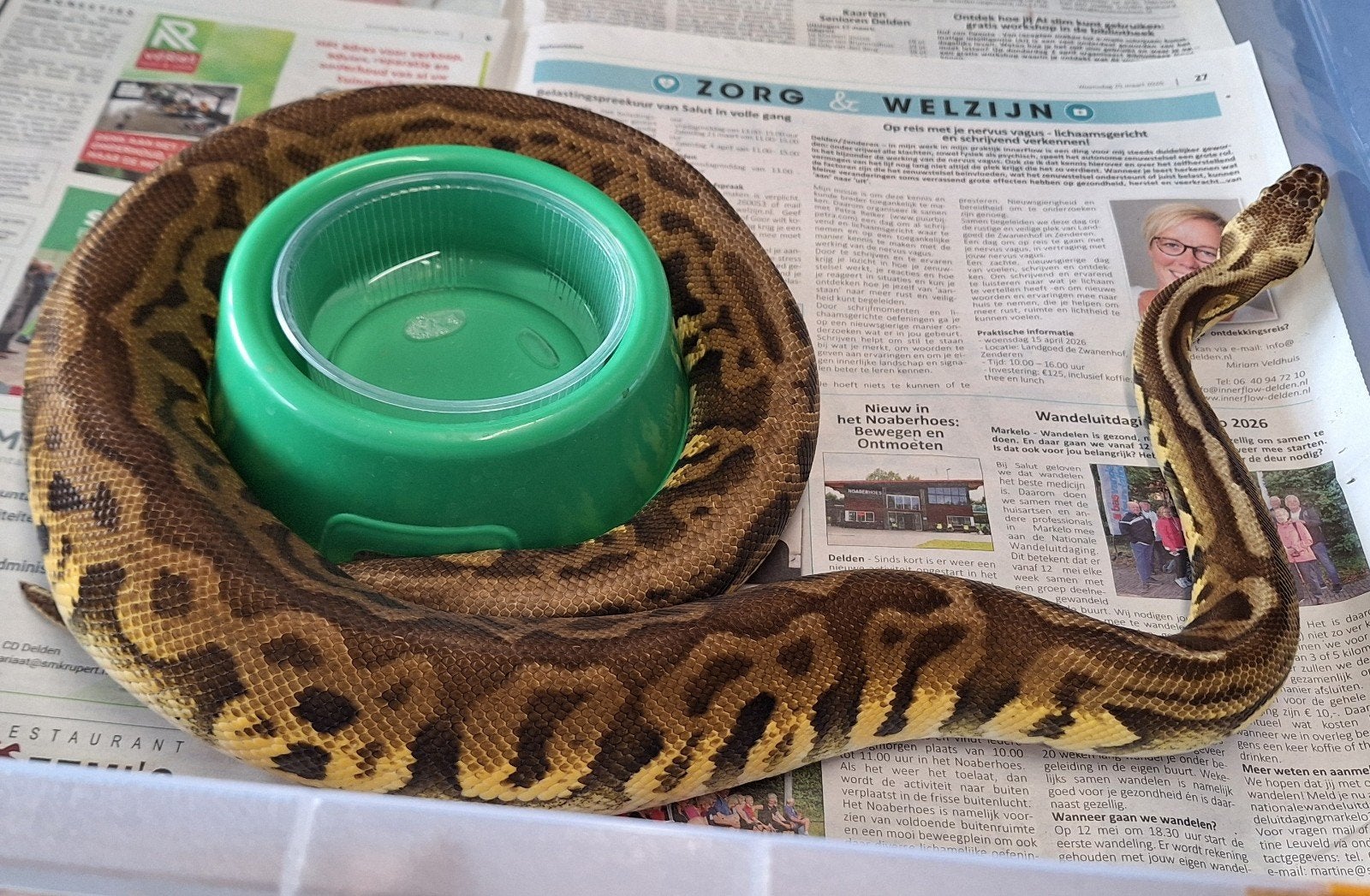 super pastel leopard DH Clown DG, Dieren en Toebehoren, Reptielen en Amfibieën, Slang, 0 tot 2 jaar