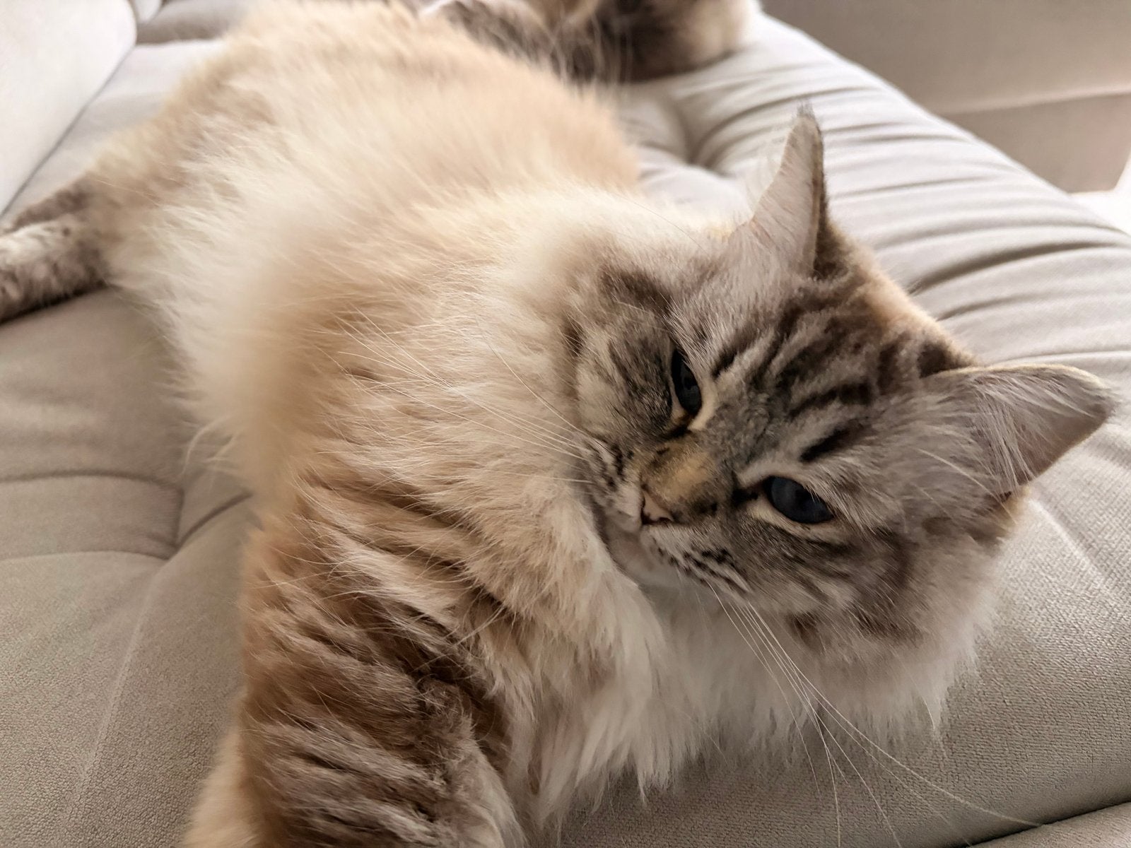 Ragdoll’s, Poes, Langharig, 6 jaar of ouder