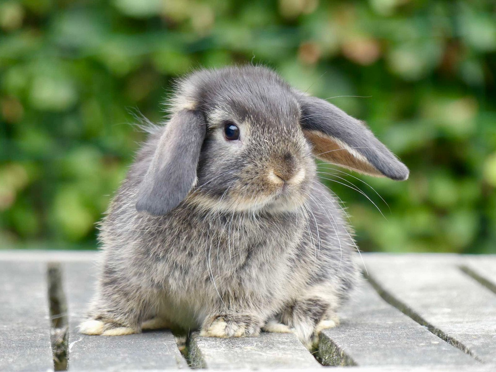 Leuk en tam koppeltje Nederlandse hangoordwerg konijntjes!, Meerdere dieren, Dwerg, Hangoor, 0 tot 2 jaar