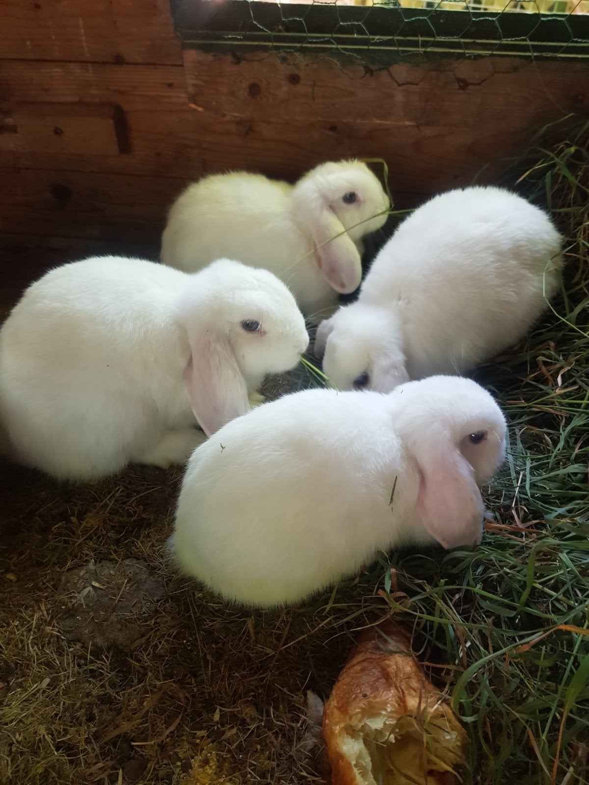minilop konijnen, Dieren en Toebehoren, Mannelijk, Kip