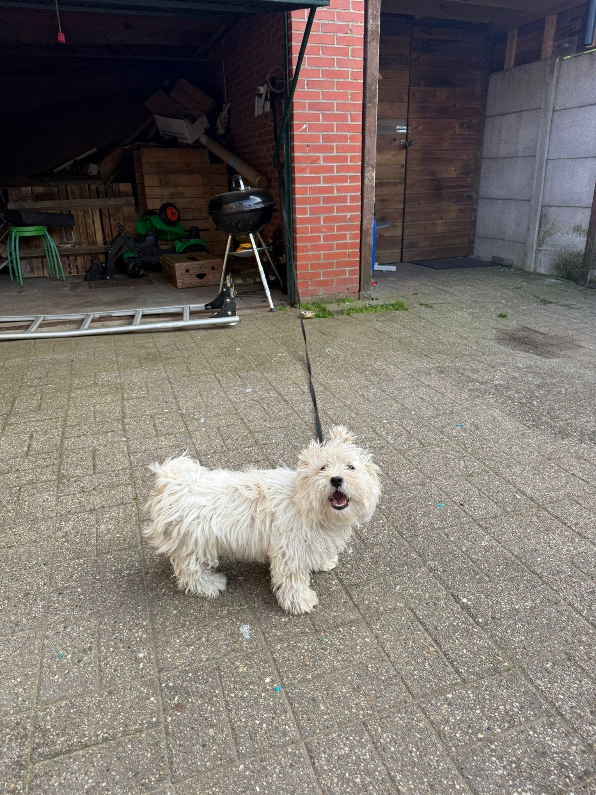 Maltezer hond, België, Particulier, 15 weken tot 1 jaar, Reu