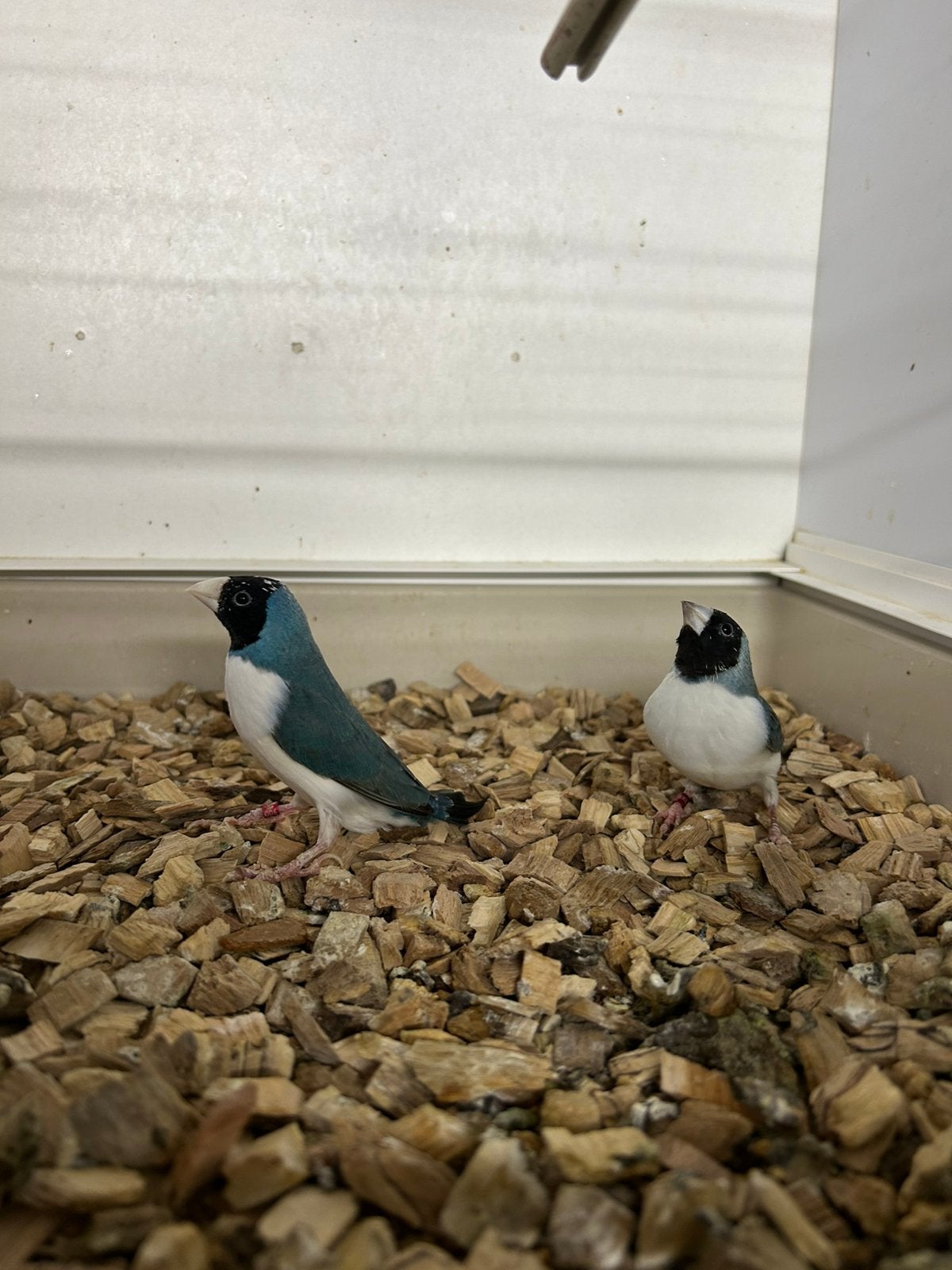 1x1 blauwe gouldsamadines, Mannelijk