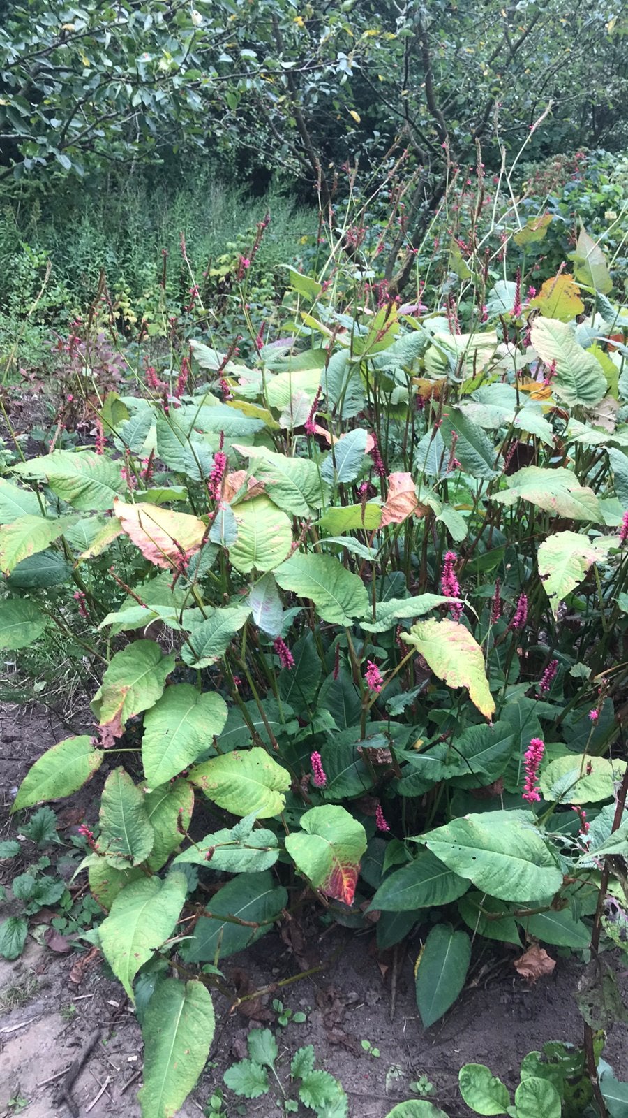 Diverse planten, Ophalen of Verzenden, Eenjarig, Overige soorten, Volle zon