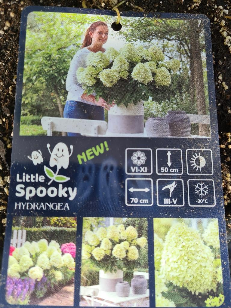 Dwerg pluimhortensia Little Spooky, Ophalen of Verzenden, Hortensia, Struik, Minder dan 100 cm