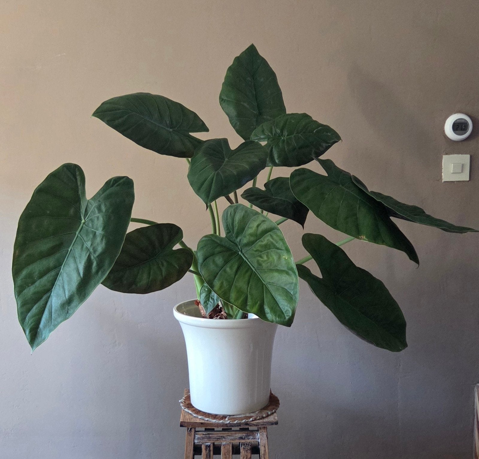 Prachtige Alocasia Olifantsoor incl pot (kan worden bezorgd), Huis en Inrichting, Ophalen, Halfschaduw, Minder dan 100 cm