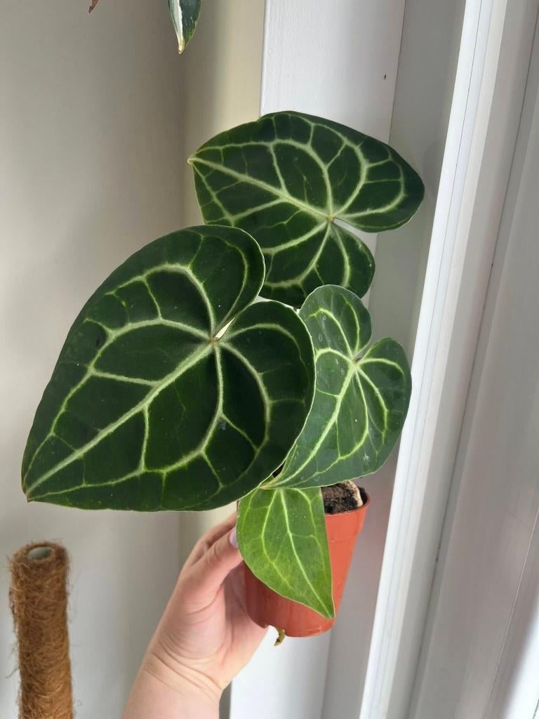 Anthurium Clarinervium, Huis en Inrichting, Kamerplanten, Minder dan 100 cm, Halfschaduw, Ophalen of Verzenden