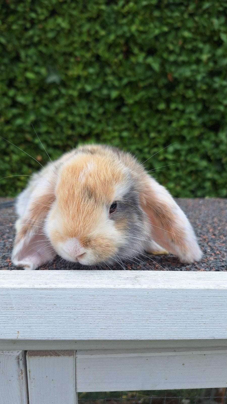 Franse hangoortjes zoeken een liefdevol thuis!, Dieren en Toebehoren, Konijnen, Groot, Meerdere dieren, Hangoor