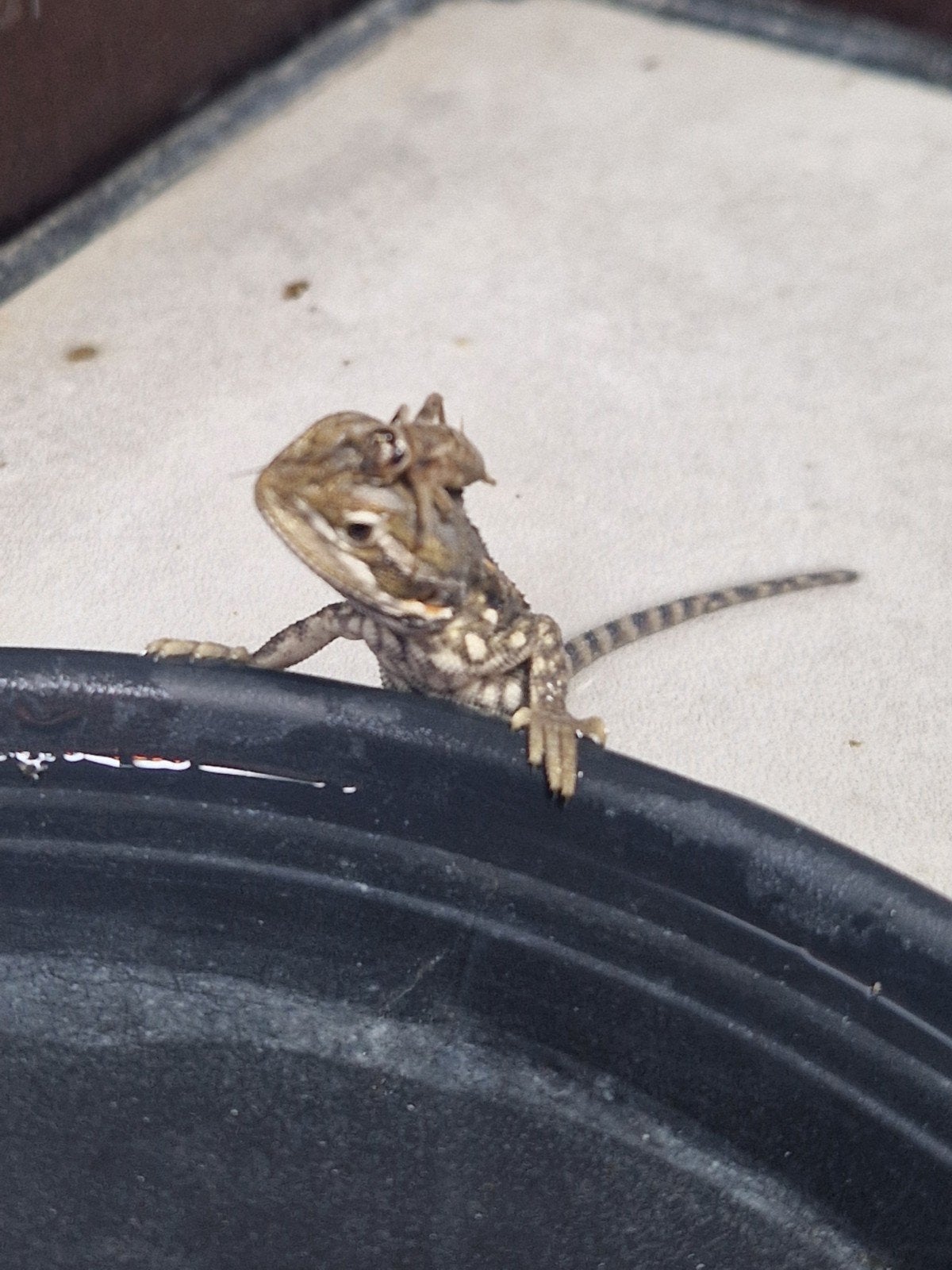 Pogona Henrylawsoni. Bearded Dragon - male for sale from Sandra
