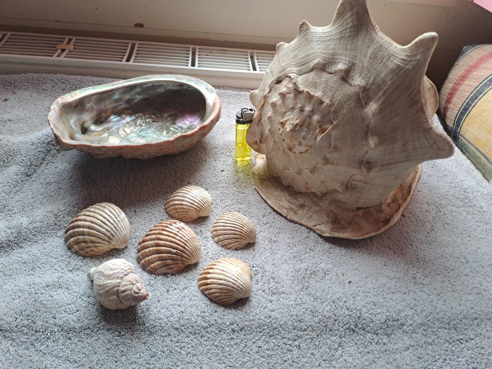 Grote Cassis Cornuta schelp en grote abalone schelp, Ophalen of Verzenden, Zo goed als nieuw