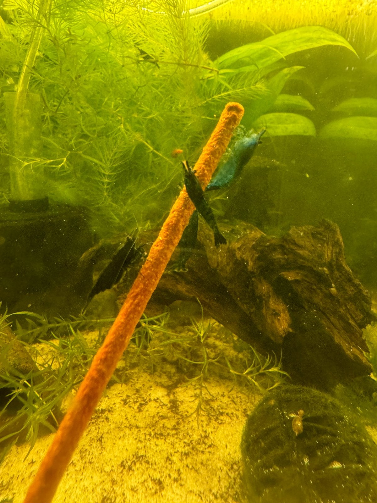 Neocaridina Blue Dream garnalen, Dieren en Toebehoren, Vissen | Aquariumvissen, Kreeft, Krab of Garnaal, Zoetwatervis