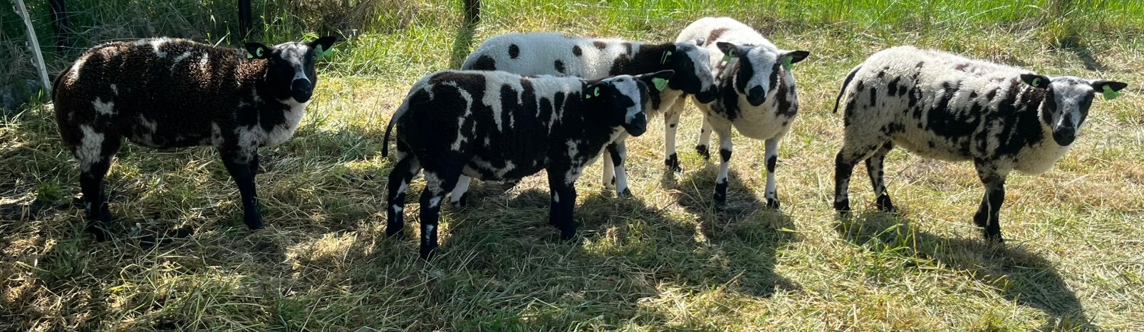 Te koop: Bonte rammen – 100% bont, Dieren en Toebehoren, Schapen, Geiten en Varkens, Meerdere dieren, Schaap