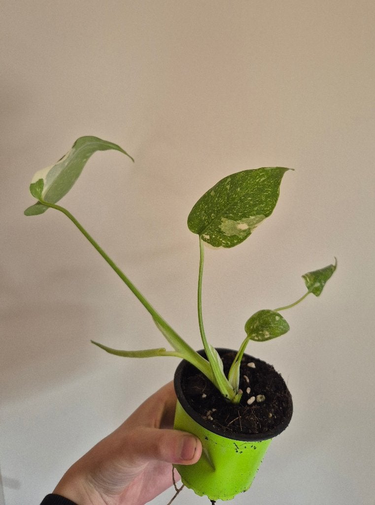 Monstera thai constellation, Huis en Inrichting, Kamerplanten, Verzenden, Overige soorten, Halfschaduw, Minder dan 100 cm
