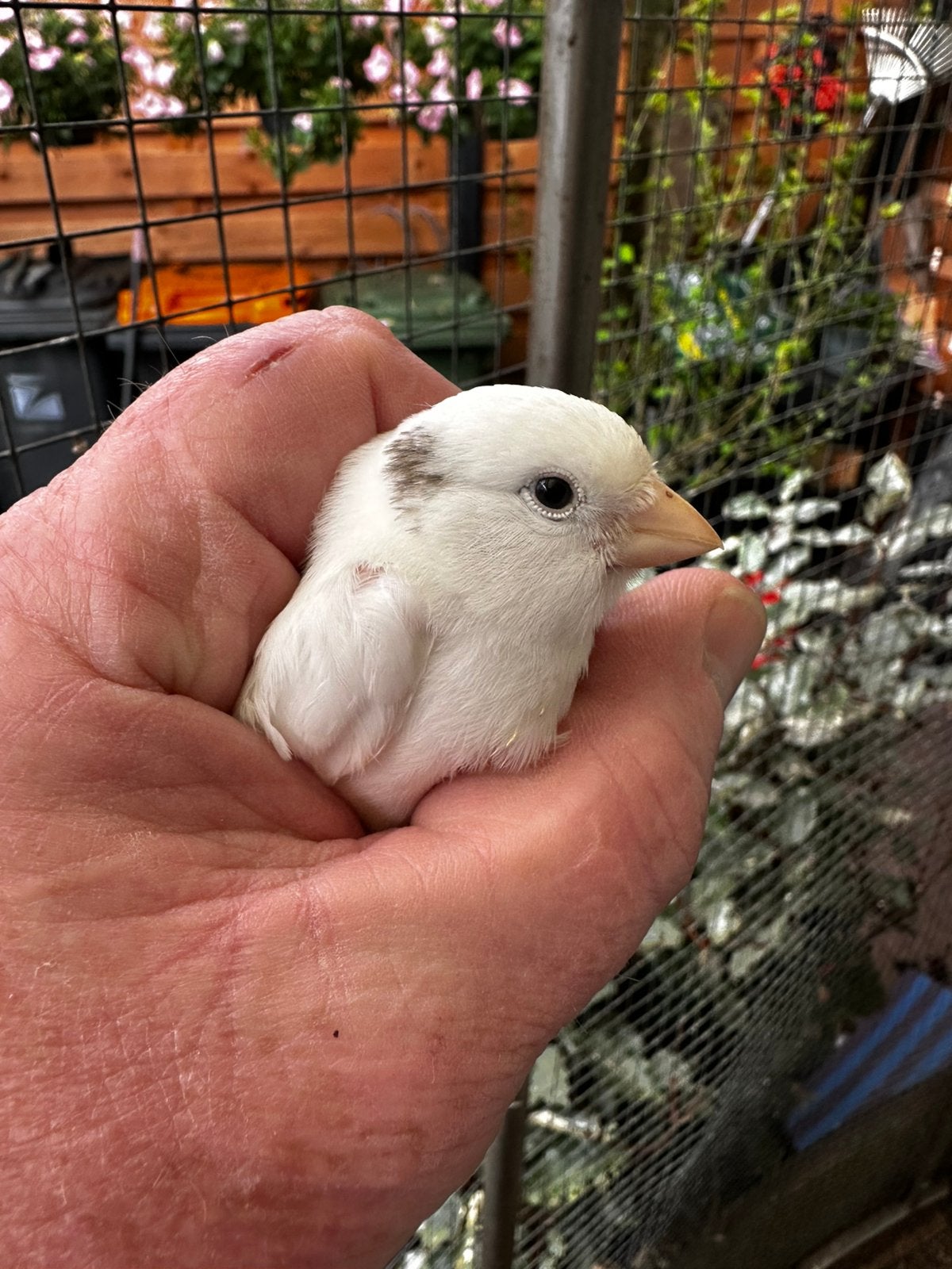 Jonge recessief witte kanaries met zwart vlekje op de kop., Meerdere dieren, Kleurkanarie